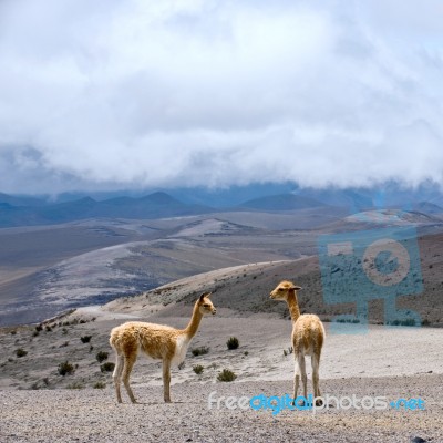 Vicuna (vicugna Vicugna) Or Vicugna Is Wild South American Camel… Stock Photo