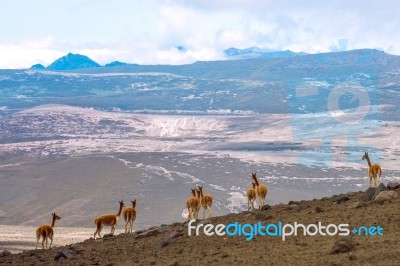 Vicuna (vicugna Vicugna) Or Vicugna Is Wild South American Camel… Stock Photo