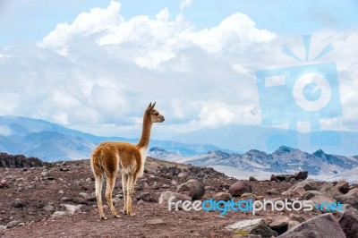 Vicuna (vicugna Vicugna) Or Vicugna Is Wild South American Camel… Stock Photo