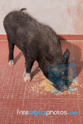 Vietnamese Pig Eating Stock Photo