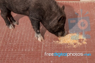 Vietnamese Pig Eating Stock Photo