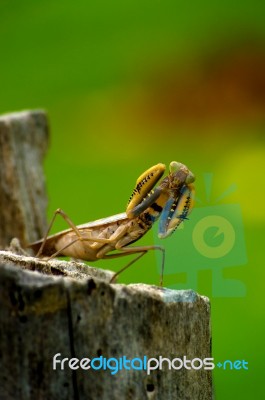 View Grasshoppers Boxing Stock Photo