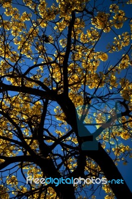 View India Yellow Tree Stock Photo