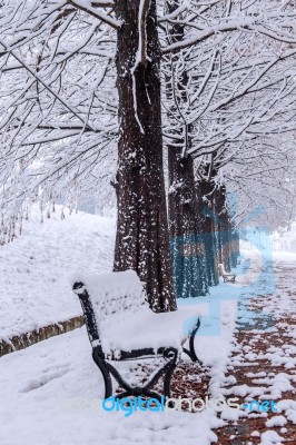 View Of Bench And Trees With Falling Snow Stock Photo