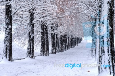 View Of Bench And Trees With Falling Snow Stock Photo