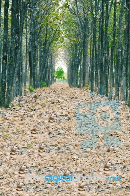 View Of Fallen Dried Leaves Stock Photo