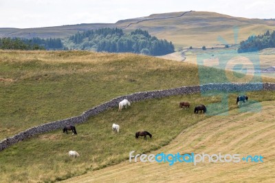 View Of Horses Grazing In The Countryside Around The Village Of Stock Photo