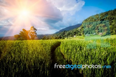 View Of Landscape Rice Field And Mountain At Chaingmai,thailand Stock Photo