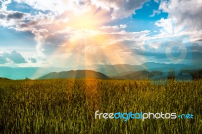 View Of Landscape Rice Field And Mountian At Chaingmai,thailand Stock Photo