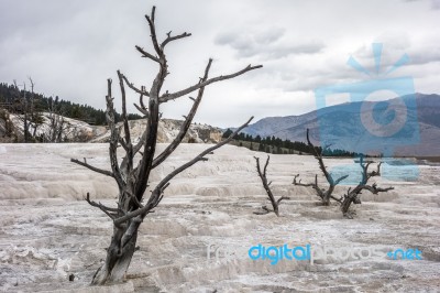 View Of Mammoth Hot Springs Stock Photo