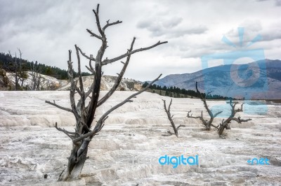 View Of Mammoth Hot Springs Stock Photo