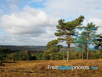 View Of The Ashdown Forest In Autumn Stock Photo