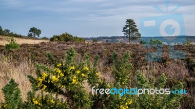 View Of The Ashdown Forest In Winter Stock Photo