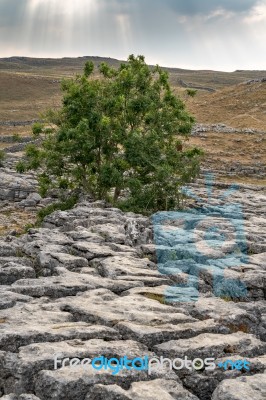 View Of The Limestone Pavement Above Malham Cove In The Yorkshir… Stock Photo