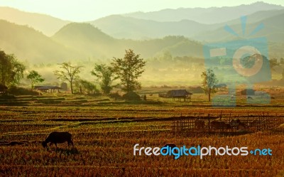 View Of Traditional Farm In Nort Of Thailand Stock Photo