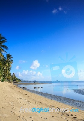 View Of  Tropical Beach With Some Palms Stock Photo