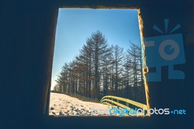 View Of Window To Pine Forest In Sunny Winter Stock Photo