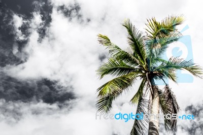 View Up To The Sky Under The Coconut Tree Stock Photo