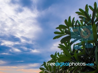 View Up To The Sky Under The Tree Stock Photo