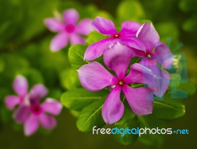 Vinca Flowers Stock Photo