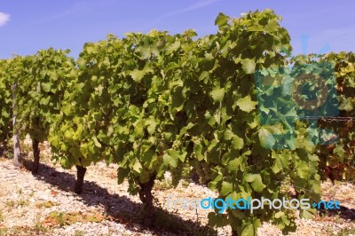 Vine Stock Photo