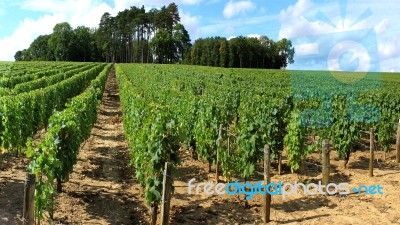 Vines Stock Photo