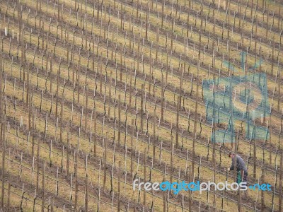 Vineyard Stock Photo