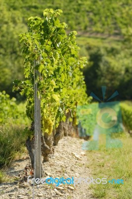 Vineyard Stock Photo