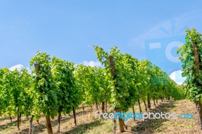 Vineyard Stock Photo