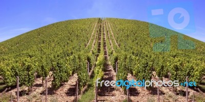 Vineyard Stock Photo