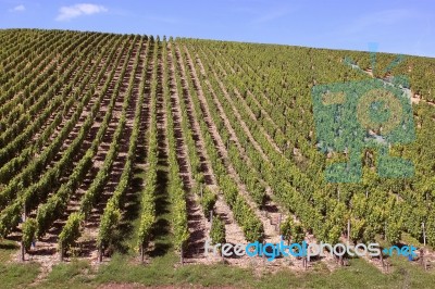 Vineyard Stock Photo