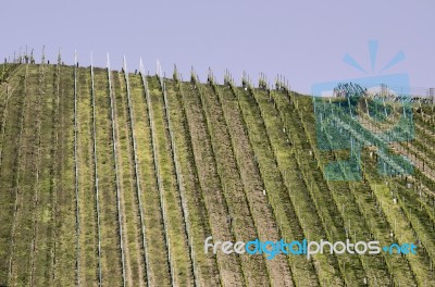 Vineyard Stock Photo