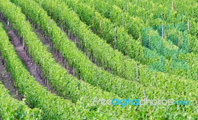 Vineyard Stock Photo