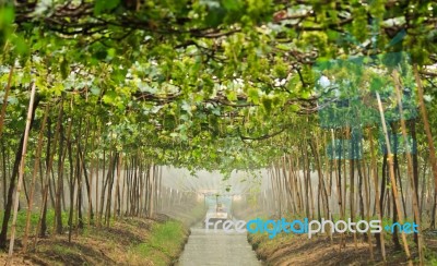 Vineyard Stock Photo