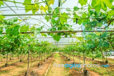 Vineyard In Korea Stock Photo