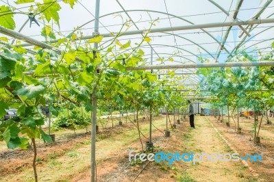 Vineyard In Korea Stock Photo