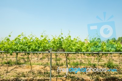 Vineyard In Korea Stock Photo