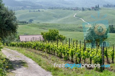 Vineyard In Val D'orcia Tuscany Stock Photo