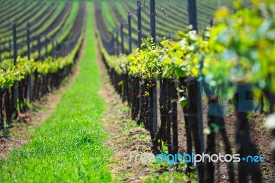 Vineyard Landscape Stock Photo