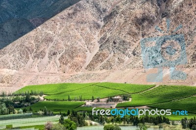 Vineyards Of Elqui Valley, Andes Part Of Atacama Desert In The C… Stock Photo