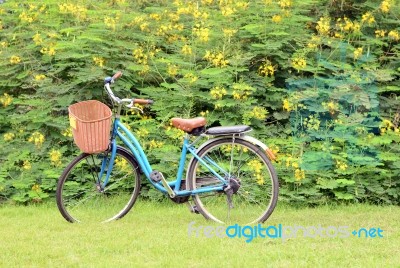 Vintage Bicycle With Flower Background Stock Photo