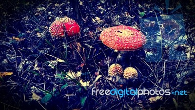 Vintage Fly Agaric Stock Photo