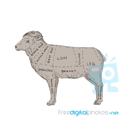 Vintage Lamb Meat Cut Map Drawing Stock Image