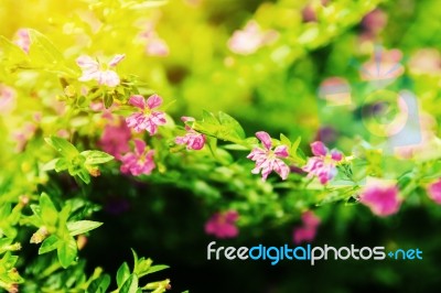 Vintage Landscape Nature Flower Background Stock Photo