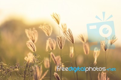 Vintage Photo Of Close Up Soft Focus A Little Wild Flowers  Stock Photo