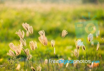 Vintage Photo Of Close Up Soft Focus A Little Wild Flowers  Stock Photo