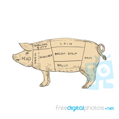 Vintage Pork Meat Cut Map Drawing Stock Image