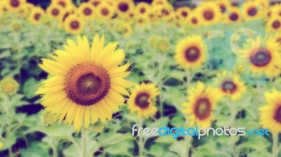 Vintage Style Blur Background Of The Sunflower Stock Photo