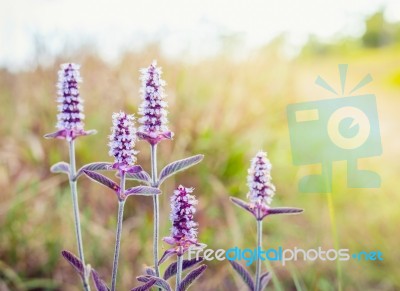 Vintage Style Close Up Soft Focus  little Pink Flowers Background Stock Photo