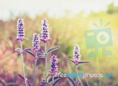 Vintage Style Close Up Soft Focus  little Pink Flowers Background Stock Photo